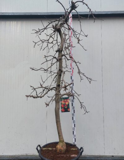 Malus-dom.-Elstar-14-16-C65