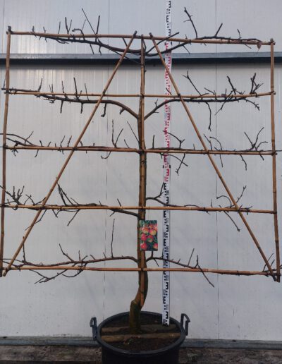 Malus-dom.-Elstar-18-20-5-etage-C110