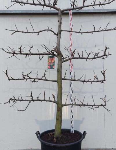 Malus-dom.-Elstar-20-30-5-etage-C130