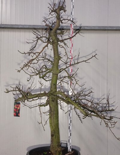 Malus-dom.-Elstar-30-40-C160
