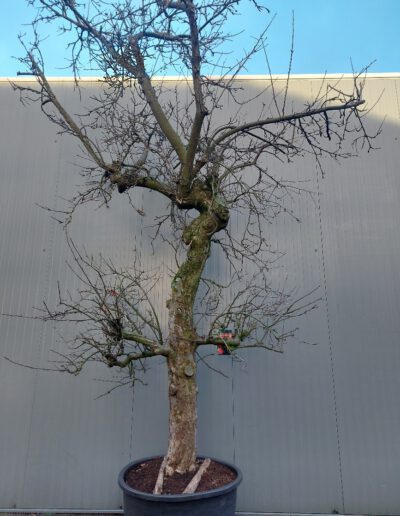 Malus-dom.-Elstar-50-60-C285