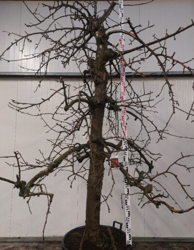 Malus-dom.-Jonagold-30-40-C130