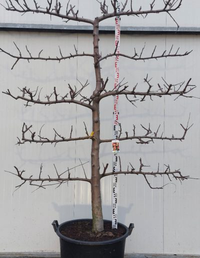 Malus-dom.-Rode-Boskoop-20-30-5-etage-C130