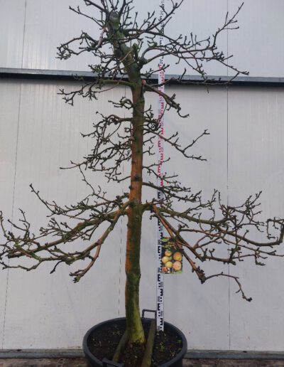 Malus-dom.-Rode-Boskoop-25-30-C130