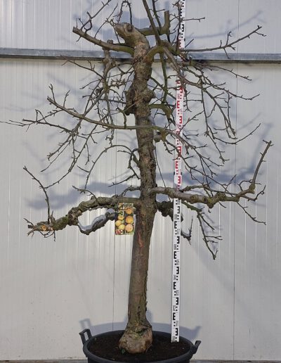 Malus-dom.-Rode-Boskoop-30-40-C130