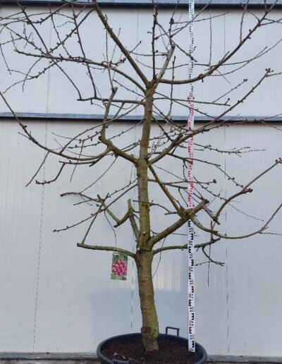 Prunus-avium-Kordia-20-30-C130