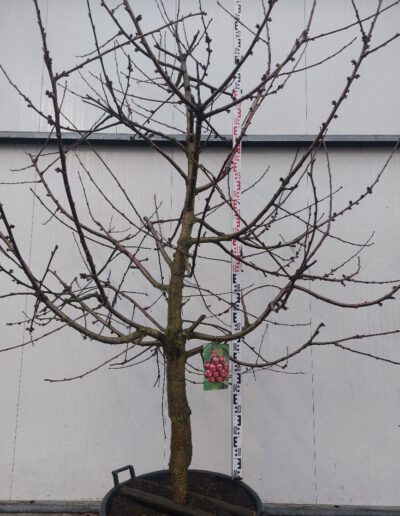 Prunus-avium-Regina-20-30-C130