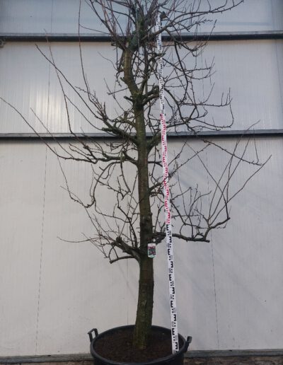 Prunus-dom.-Opal-30-40-C160