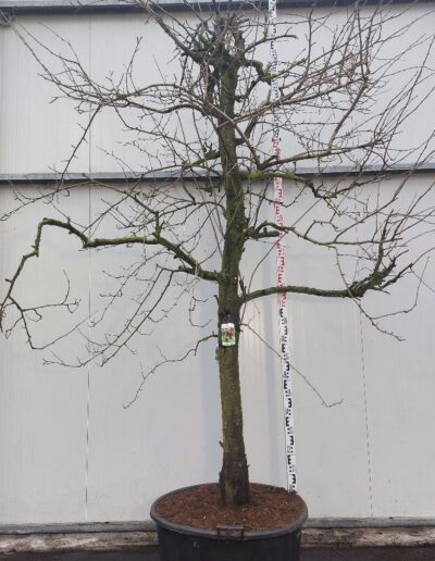 Prunus-dom.-Reine-Victoria-30-40-C160