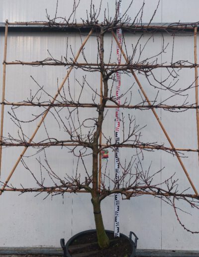 Prunus-persica-Benedicte-18-20-5-etage-C110