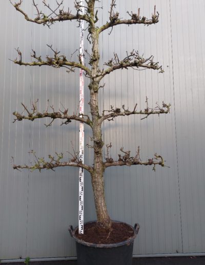 Pyrus-Conference-35-40-4-etage-C130