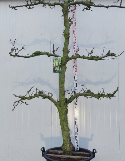 Pyrus-comm.-Conference-25-30-3-etage-C110