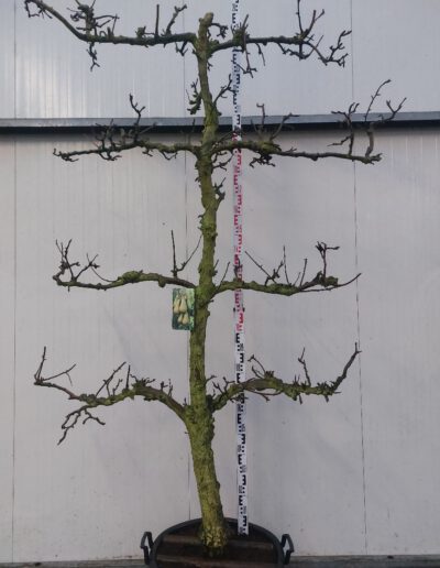 Pyrus-comm.-Conference-30-35-C110