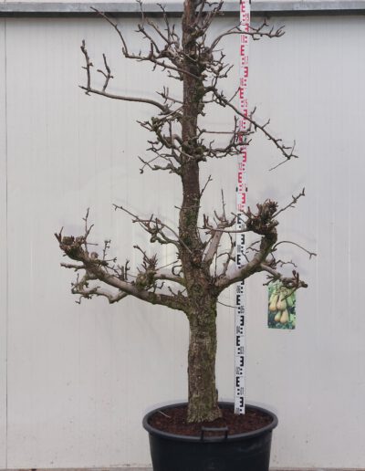 Pyrus-comm.-Conference-30-35-C110