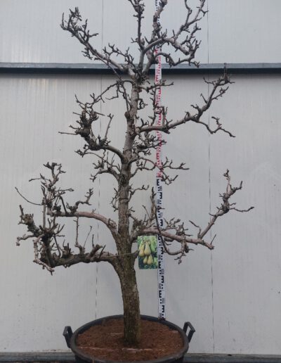 Pyrus-comm.-Conference-30-35-C130