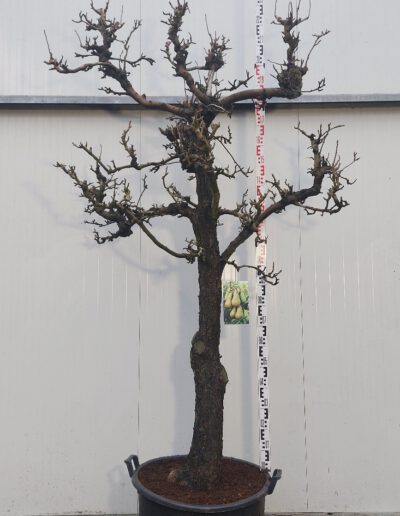 Pyrus-comm.-Conference-30-40-halfstem-C160