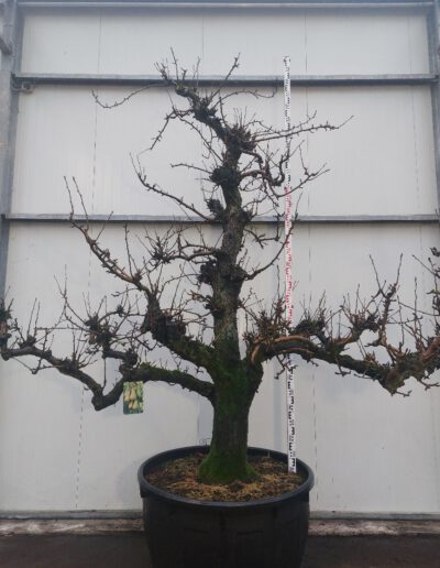 Pyrus-comm.-Conference-60-70-C500