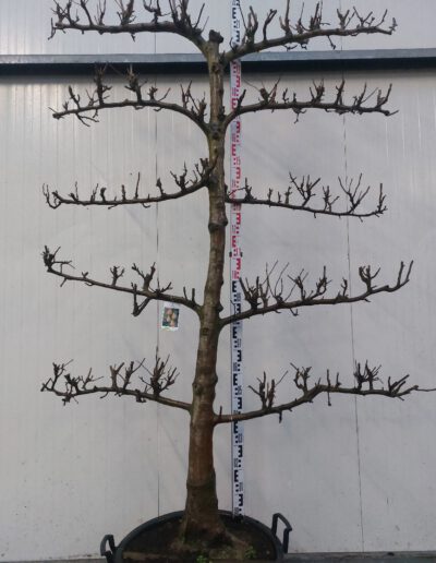 Pyrus-comm.-Doyenne-du-Comice-20-25-5-etage-C110