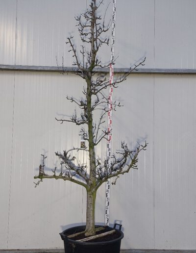 Pyrus-comm.-Doyenne-du-Comice-25-30-C130
