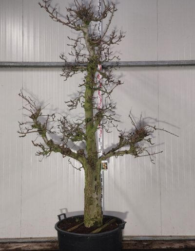 Pyrus-comm.-Doyenne-du-Comice-40-50-C160