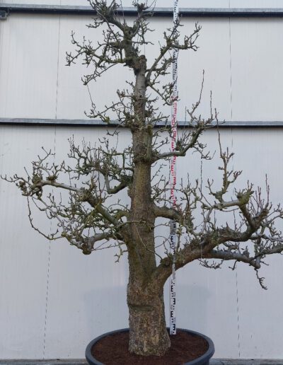 Pyrus-comm.-Doyenne-du-Comice-60-C285