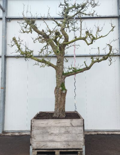 Pyrus-comm.-Doyenne-du-Comice-60-halfstem