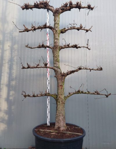 Pyrus-Conference-50-60-5-etage-C285