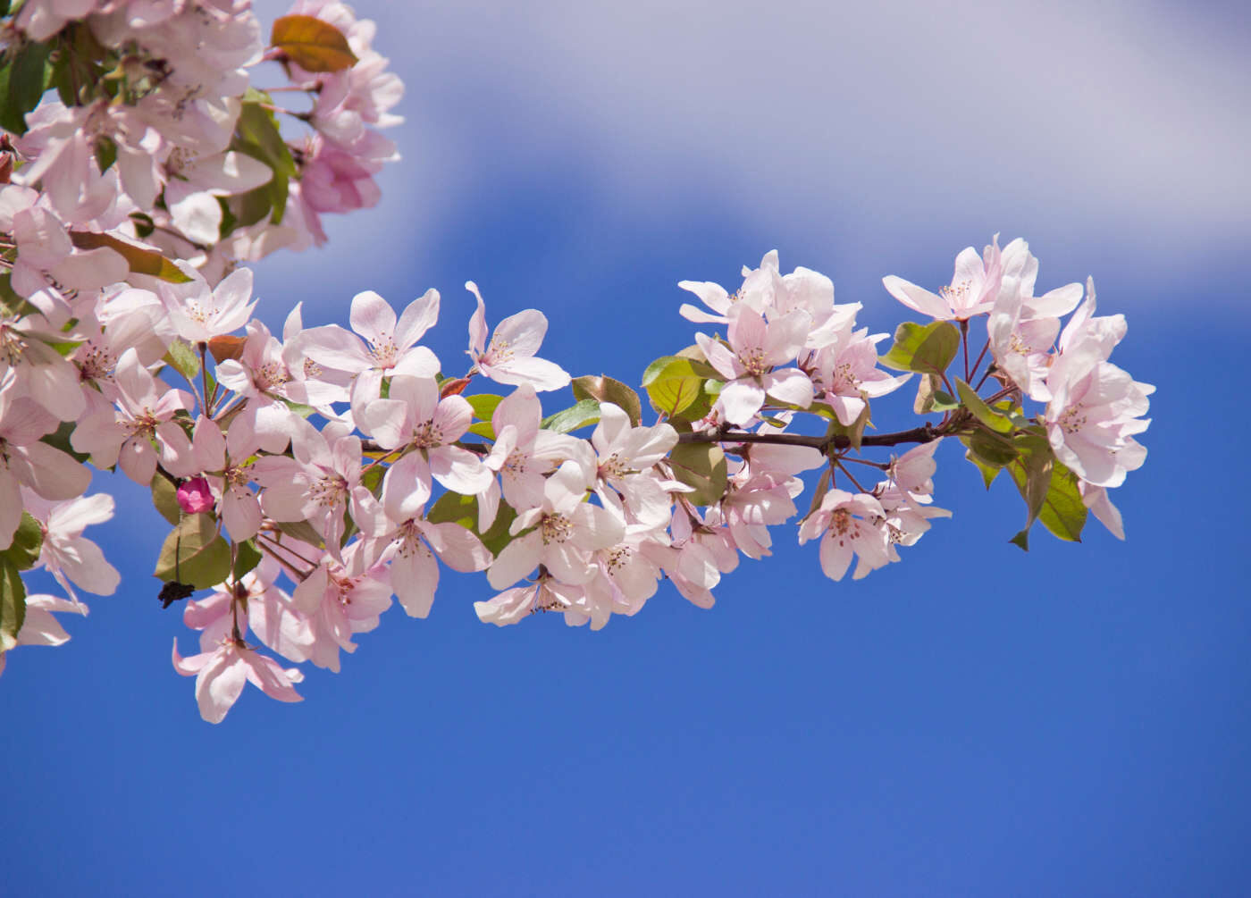 Beautiful appletree in bloom with pink flowers. Bloeiende tak van fruitboom met witte bloemen